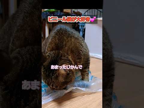 ビニール袋を見ると舐める猫#shorts #きじねこ