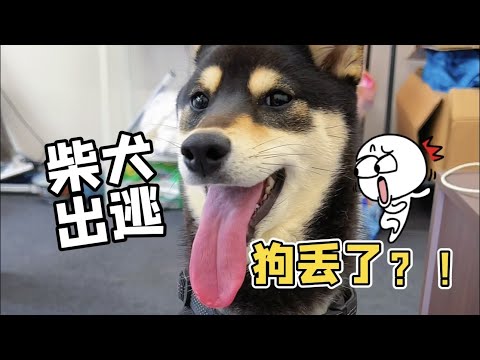 😂就算養兩隻秋田，也不能養一隻柴犬？！