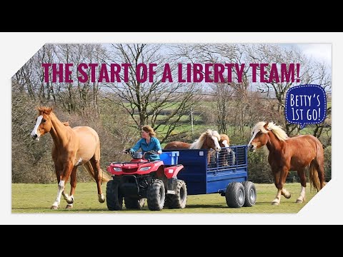 Liberty training for my Ginger team, young Betty's first attempt!