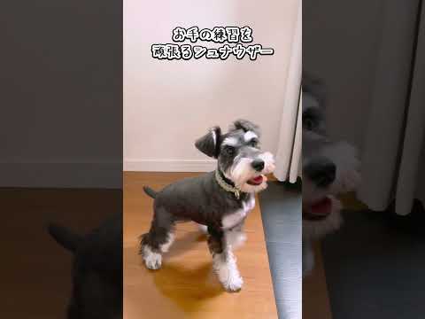 【ミニチュアシュナウザー】お手の練習を頑張る犬 #shorts #ペット動画 #犬のいる暮らし  #いぬのきもち