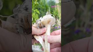 Harvesting Fruits and Vegetables | Garlic and Onion Harvest | Amazing Organic Techniques