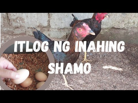 Journey: MABISANG PAINOM AT PATUKA SA MGA INAHIN!!