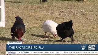 What you should know about the bird flu