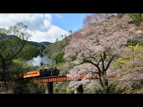 大井川鐵道 花盛り 2018年3月