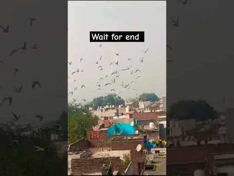 Rahul Khalifa #pigeon #shortvideo #shorts #viralvideo