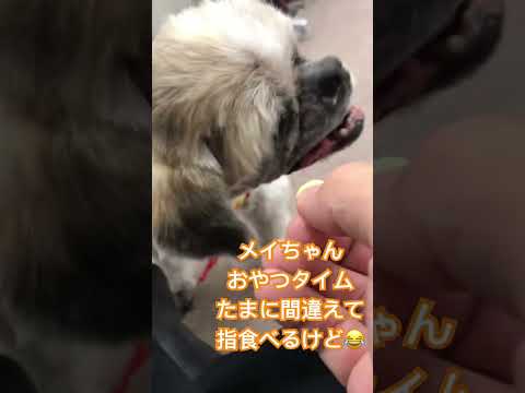 元気なシニア犬メイちゃんのおやつタイム