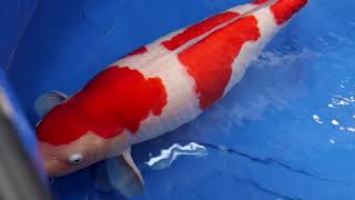 Kohaku Koi variety in 8 minutes | Koi documentary