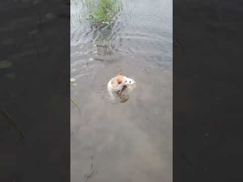 I'm a lover not a fisherman, dad! #Dogs #Funny #JackRusselTerrier