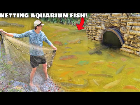 Netting ESCAPED Aquarium Fish For My BACKYARD POND!