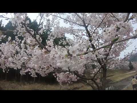 2019/4/13 滋賀県甲賀市鮎河　桜並木　ドローン空撮