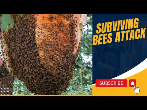 WHAT TO DO WHEN  KILLER BEES ATTACK