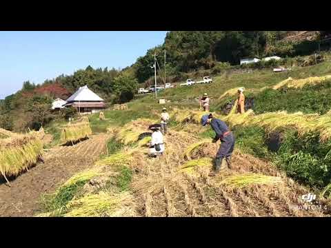 上山 八伏棚田の稲刈り風景 ドローン Phantom4