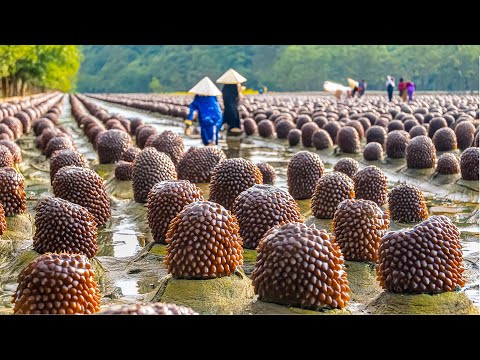 Sea Cucumber Farming - How Chinese Farmers Raise Billions Of Sea Cucumbers - Sea Cucumbers Process