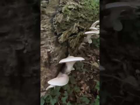 Foraging oyster mushrooms are these the most perfect untouched oysters this year !!!