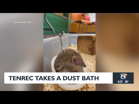 Tenrec takes a dust bath