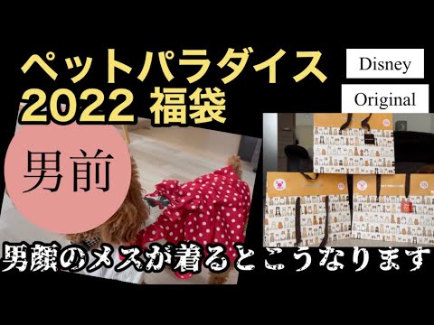 【ペットパラダイス】2022福袋男顔のメスがフリフリピンクを着る💖