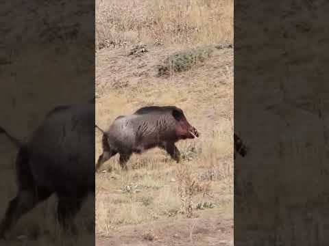 Wild Boar HEADSHOT - Kafadan Domuz Vuruşu #hunting #wildboar