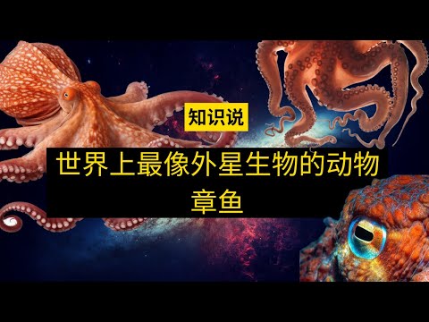 世界上长得最像外星生物的动物章鱼 - 知识说