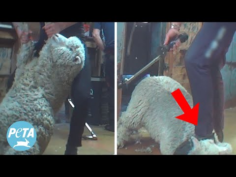 Shocking Cruelty to Sheep Uncovered on Matt Lauer’s NZ Property