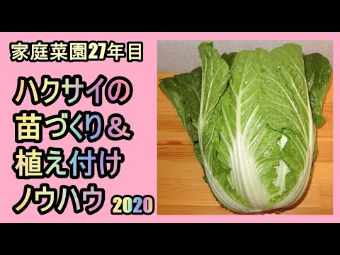 【白菜の胚軸切断挿し木苗づくり＆植付けノウハウ 2020】家庭菜園27年目 無農薬 半自給自足