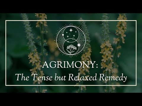 Agrimony: The Tense but Relaxed Remedy