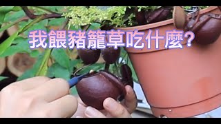 我餵豬籠草吃什麼？【2021/08/15】