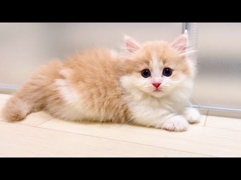 【マンチカンの子猫】子猫の前足が今日は浮足立ってる件 ～猫のいる生活Vol.1036～出産動画 マンチカン短足・ミヌエット・ペルシャ猫専門ブリーダー『ペット蔵人』【子猫の成長記録】