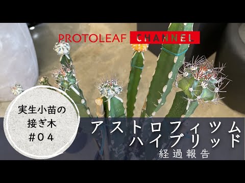 【実生小苗の接木＃04】アストロフィツムハイブリッドの接木　経過報告【Astrophytum×hybrid】