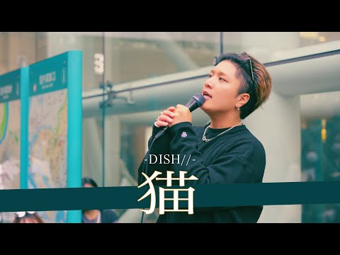 【歌詞付】実は犬派な唄うたいシンガー 猫 / DISH//【川崎路上ライブ-24.10.27】by 髙橋一輝