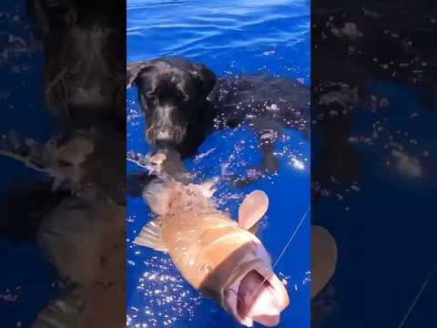 My first mate takes on big grouper!! #labs #blacklabs ##dogs #dogshorts