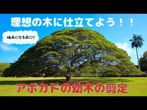 【梅雨に入る前にやろう】自分の理想の樹形！！アボカドの幼木の剪定、樹形を今のうちに整えよう！