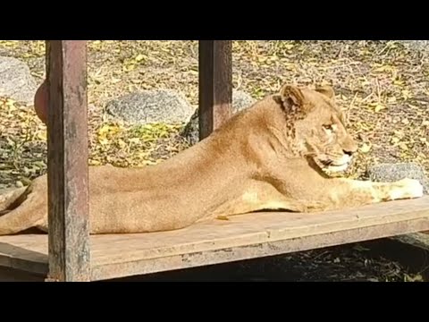 【ライオン】【愛媛県立とべ動物園】風に吹かれてサバンナを見つめるクレイ！