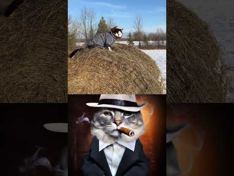 Meowdy Purrtners & the Hay Cover Catastrophe! #fannyvideo #cats #catshorts