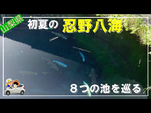 【忍野八海】思わず引き込まれる澄んだ藍。初夏に８つの池を巡る