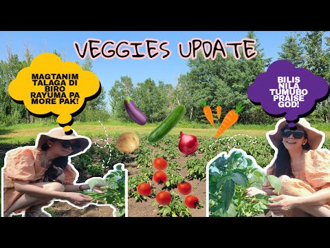 OUR VEGGIES UPDATE 🍅🥕🥬🥒🌽 || BILIS TUMUBO AH TARAY PAK || JANICE MILLIS #veggiesupdate #farmlife