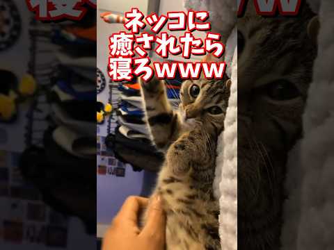 ネッコの動画で癒されたら寝ろｗｗｗ　#2ch #2ch動物スレ #2ch面白いスレ #動物 #犬 #猫 #癒やし #ねこ