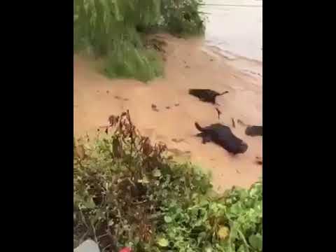 Dangeous#Rainwater#has#Washed away#ManyBuffaloes#inPakistan.