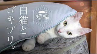 ちょっと下品でオチのない猫動画。