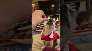 Video of adoptable pet named Maggie