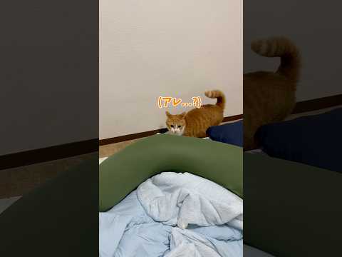 変わり行く部屋にストレスが溜まる猫。