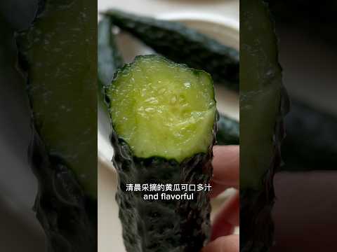 The best time to water, harvest, fertilize and spray cucumbers 黄瓜浇水采摘施肥喷药 时间有讲究