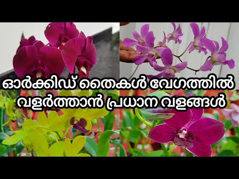 ഓർക്കിഡ് തൈകൾ വേഗത്തിൽ വളർത്താൻ!!! | chemical fertilizer for orchids | GARDEN DREAMS