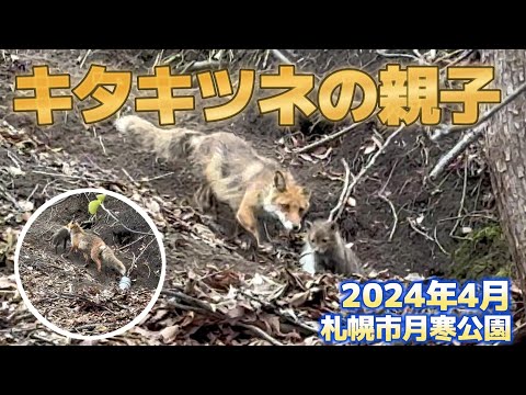 キタキツネの親子　2024年4月　札幌市月寒公園