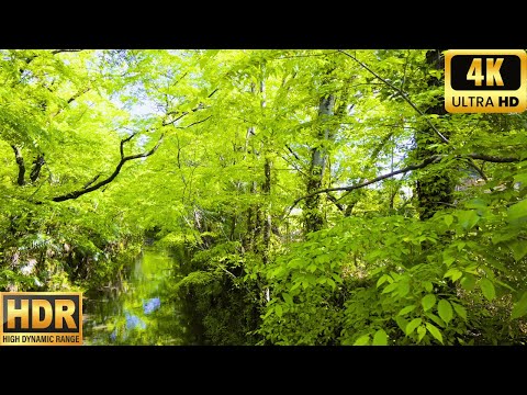 [Tokyo Edition] A walk starting from Fussa Station: 4K HDR Japan