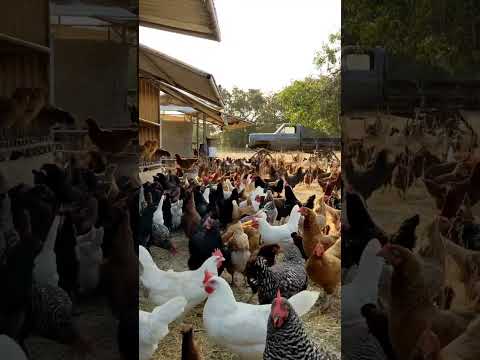 laying hens pasture rotation farm #chicken