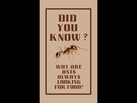 Did you know  - Ants #shorts