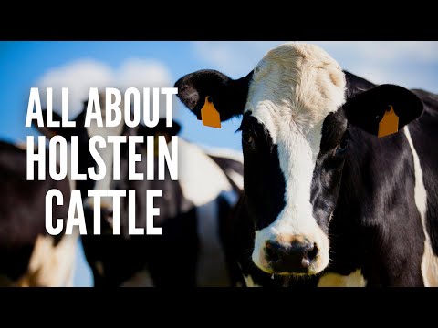 Holstein Cows – Breed Profile, Facts and Care