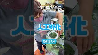 人工孵出魚寶寶！用湯匙挖魚卵 Artificially hatch baby fish! Use spoon to dig out fish eggs #aquarium #fish #shorts