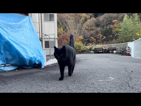 坂道で追いかけてくる黒ねこちゃん　No.８１３　に　２０２４年　１１月３０日　１６：００　のくろねこちゃん　black cat