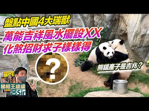 九運家居風水｜熊貓產子是吉兆？盤點中國4大瑞獸！萬能吉祥風水擺設xX化煞招財文昌求子樣樣得！風水化煞求財 離卦九宮飛星 風水擺設紫微斗數 香港經濟 龍年佈局 香港樓市 九運風水【囍趣睇相王EP103】